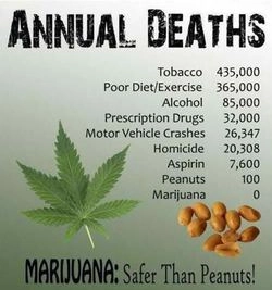 Annual Deaths
