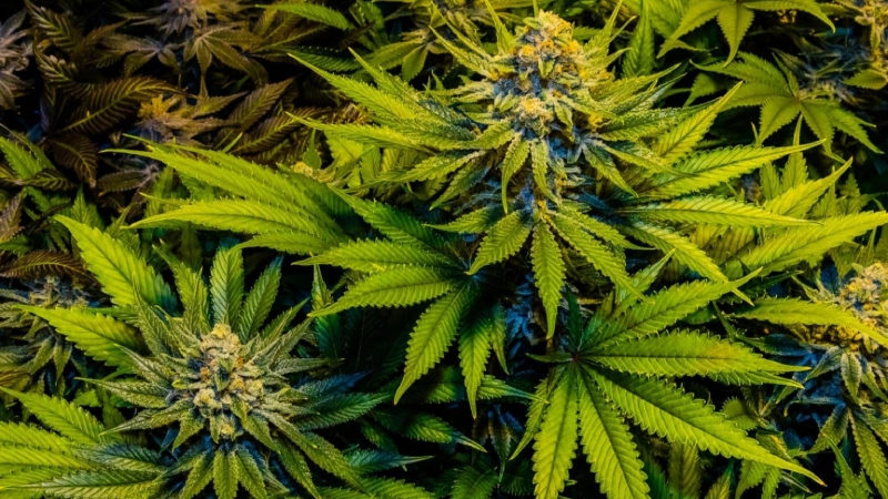 Marijuana Treatment Michigan