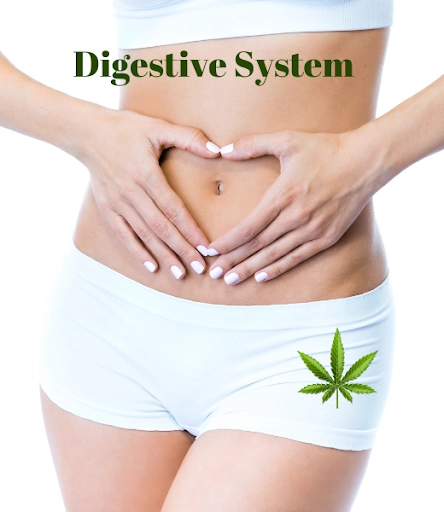 Marijuana and the Digestive System